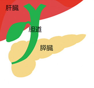 肝臓、胆道、膵臓の解剖の画像
